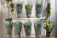 Les Herbes de mon Père - Packshot Plantes fraîches