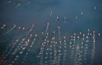 Festival de Camargue - Ste web 
